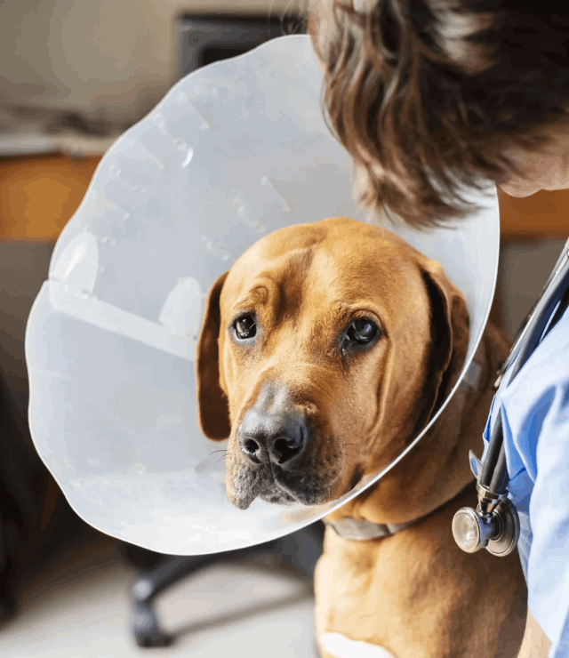 Top Pet, Comprar colar elizabetano e fucinheira em sorocaba e região